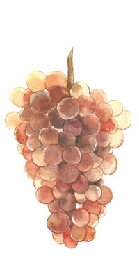Weintrauben rot