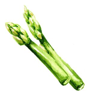 Spargel