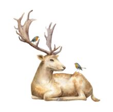 Hirsch Hirsch