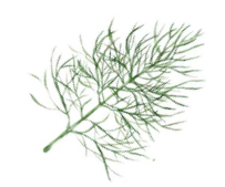 garden herbs